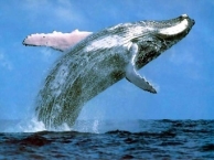 Картинки по запросу фауна сині кит